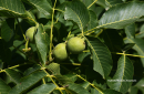 Καρυδια - Walnut - Juglans regia