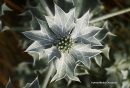 Eryngium maritimum - Sea eryngium - Eryngium maritimum