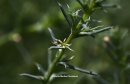 Salsola sp. - Salsola sp. - Salsola sp.