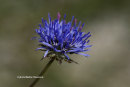 Jasione heldreichii - Jasione heldreichii - Jasione heldreichii