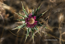 Carlina lanata - Carlina lanata - Carlina lanata