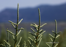 Salicornia  europaea - Glasswort - Salicornia  europaea