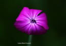 Lychnis coronaria - Rose campion - Lychnis coronaria