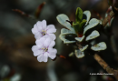 Limonium proliferum - Limonium proliferum - Limonium proliferum