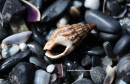 Οστρακα (Nasarius reticulatus) - Netted dogwhelk - Nasarius reticulatus