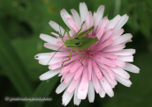 Bush Cricket on flower