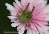 Bush Cricket on flower