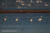 Greater flamingos at Oropos lagoon