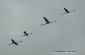 Greater flamingos at Oropos lagoon