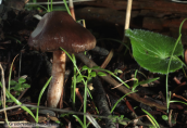 Mushroom at Prnitha mountain