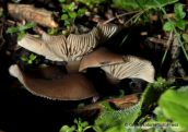 Mushroom at Parnitha mountain