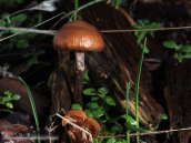 Mushroom at Parnitha mountain