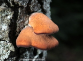 Mushroom at Parnitha mountain