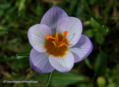 A flower of crocus sieberi atticus at Parnitha mountain