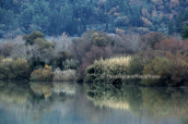 Alfios river at Peloponisos