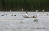 Mute swans at Dystos lake