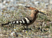 Hoopoe at Dystos lake