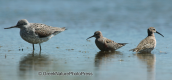 A greenshank with two curlew sandpipers at Dystos lake