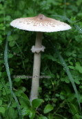 Mushroom (Macrolepiota sp.)