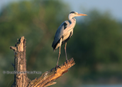 Grey heron