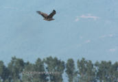 A white-tailed Eagle flying over Kerkini lake