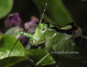 Portrait of a cricket