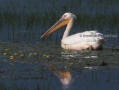 White pelican at Kerkini lake