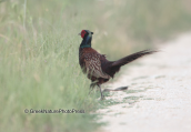 Common Pheasant at the Kotza Orman forest at the Nestos delta