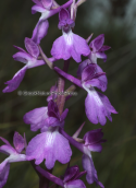 Orchis mascula at Nestos delta