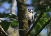 Great Spotted Woodpecker