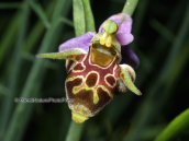 Ophrys bicornis