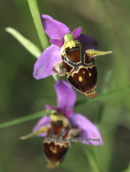 Ophrys bicornis