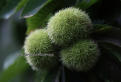 Chestnuts at Kastanologos at Ochi mountain