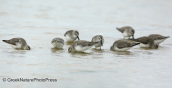 Dunlins at Oropos lagoon