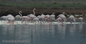 Greater flamingos at Oropos lagoon