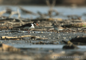 Oystercatcher and grey plover at Oropos lagoon.Grey plover spent the whole of the winter at the lagoon, oystercatcher made a stop during its migration