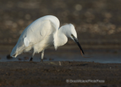 Little egret