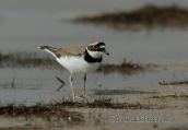 Oropos lagoon, little ringed plover