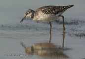 Oropos lagoon,wood sandpiper