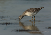 Wood sandpiper eats during a stop at its migration