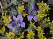 Parnitha mountain, sedum urvillei with campanula celsii