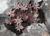 Parnitha mountain, sedum hispanicum