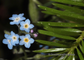 Parnitha mountain, myosotis sp