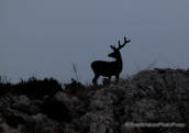 The deers can be easily viewed after the fire that burned the trees at the Parnitha mountain