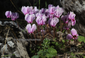 Cyclamen graecum at Parnitha mountain