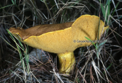 Mushroom (Suillus sp) at Parnitha mountain