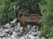 Capra aegagrus at Parnitha mountain