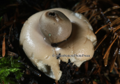 Geastrum sp at Parnitha mountain