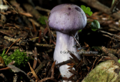 Mushroom(inocybe geophylla var.lilacina) at Parnitha mountain