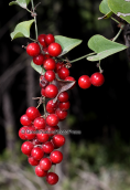 Smilax aspera at Parnitha mountain